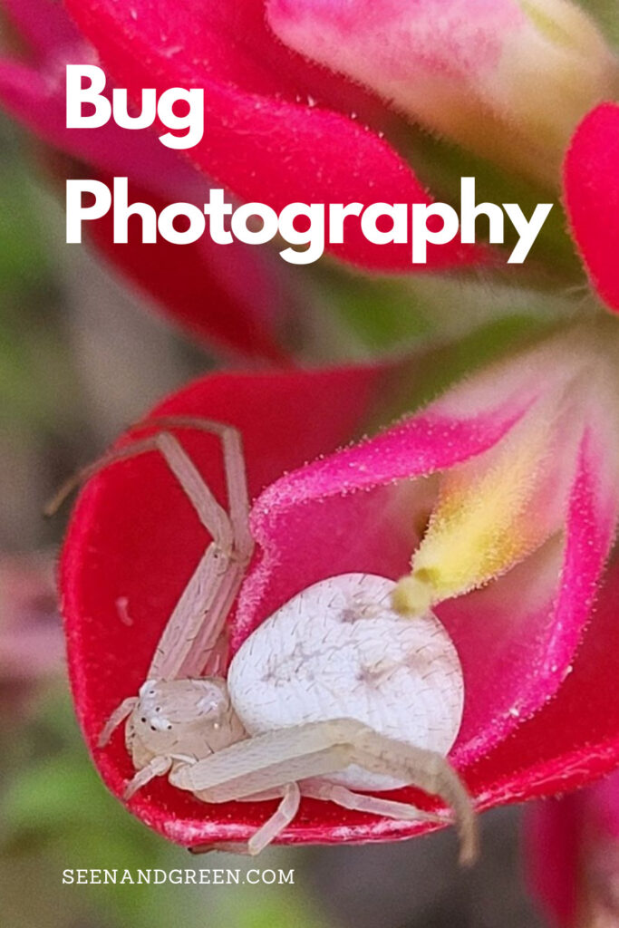 Bug Photography