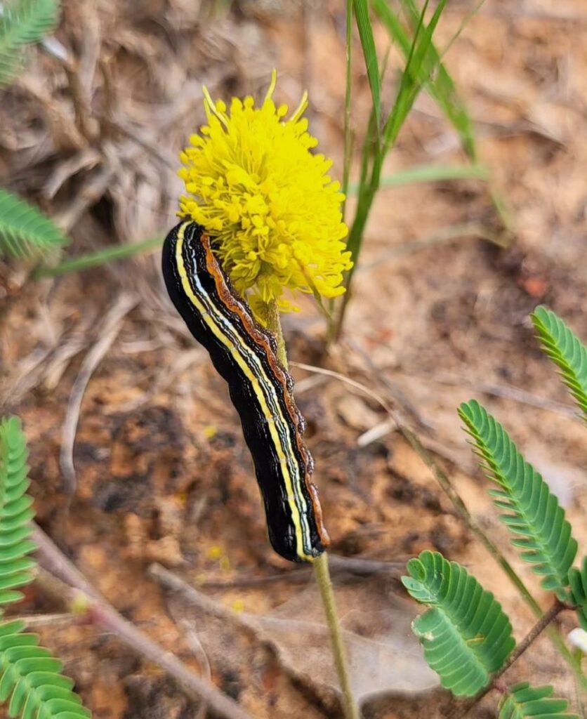 Black And Yellow Striped Caterpillar
