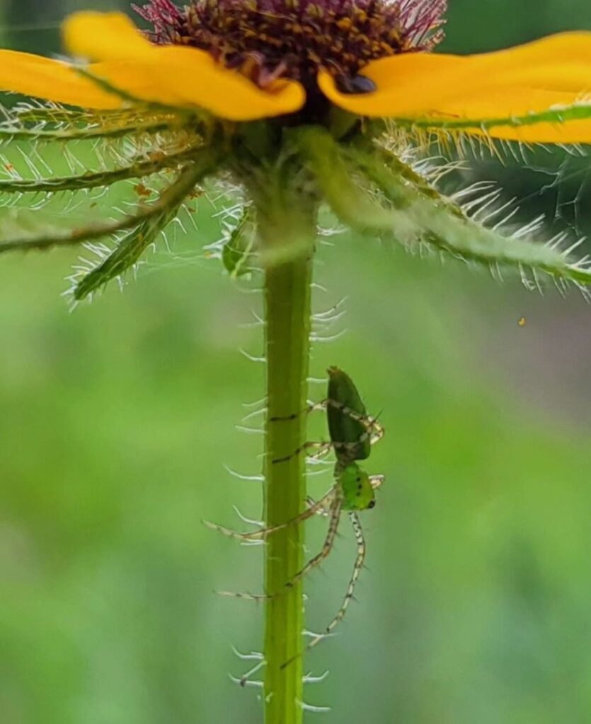 Lynx Spider Bug Photography