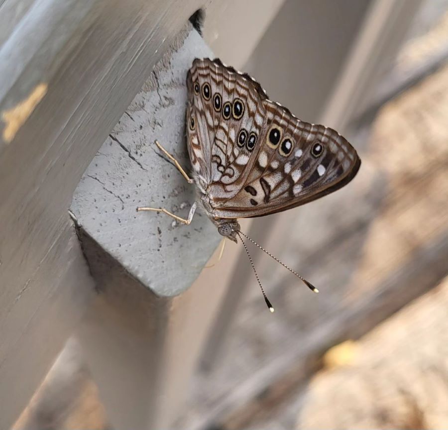 Variegated Fritillary Butterfly
