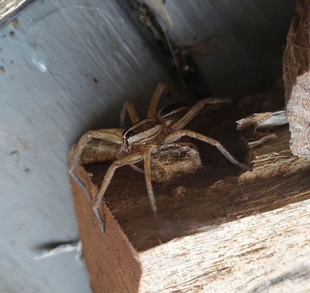 Wolf Spider